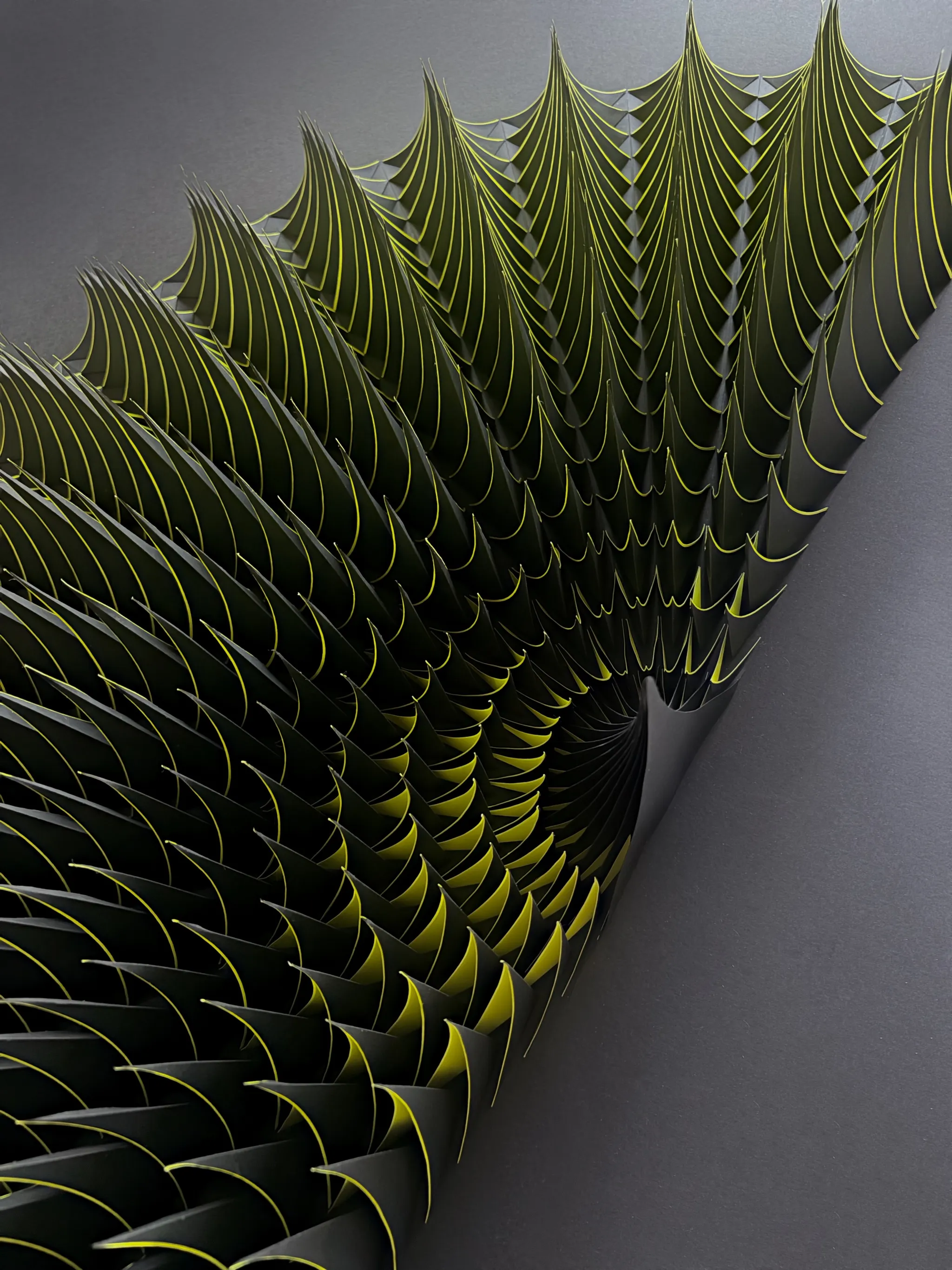 No. 23 – Expina – A grazing view across the surface, rows of pointed shells converging on the dark centre